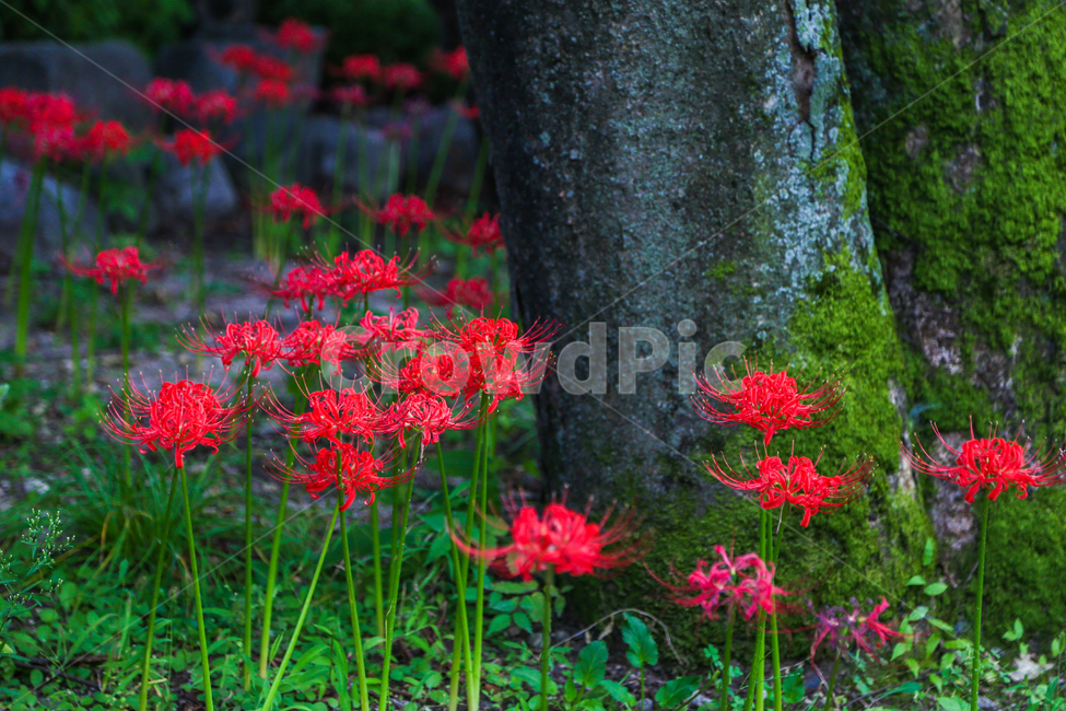 상사화,꽃무릇,꽃,자연,식물,나무,plant,tree,blossom,flower,nature,불갑사,꽃밭,landscape,red,식물,자연,plants,nature,꽃,flower