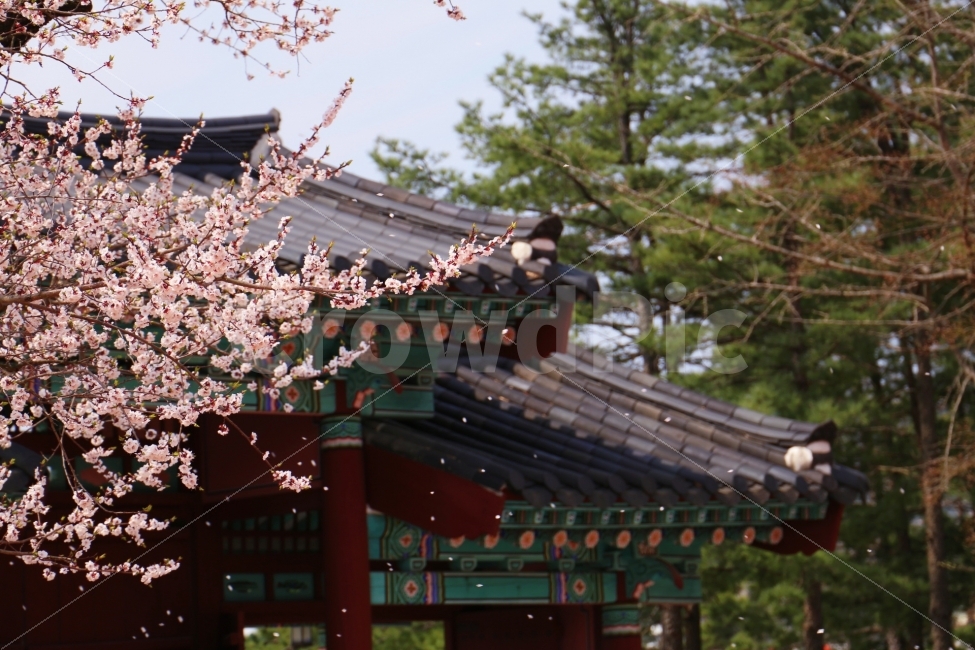 벚꽃,꽃,봄,봄날,여행,낙화,봄,계절,spring,season,한국전통,한국문화,korean traditional,korean culture,식물,자연,plants,nature,꽃,flower,감성,sensible,feeling