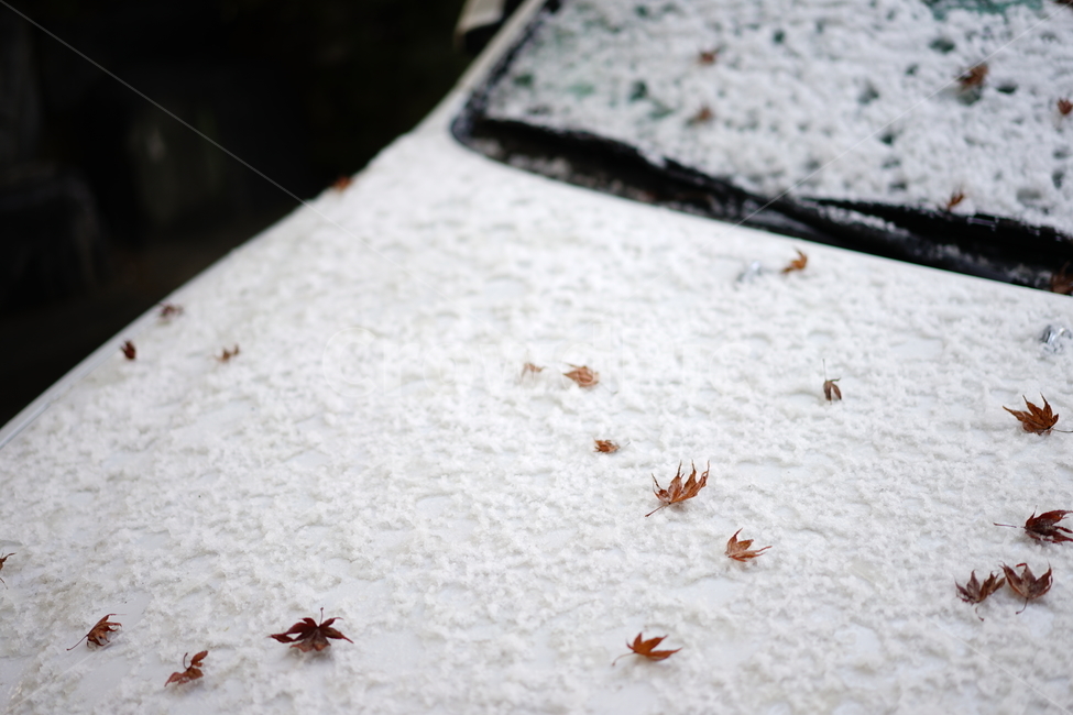 겨울,추위,눈,snow,잎,감성,감성사진,겨울이야기,날씨,계절,강추위,화이트,흰색,느낌,감성샷,스냅사진,하얀색,feel,겨울,계절,winter,season