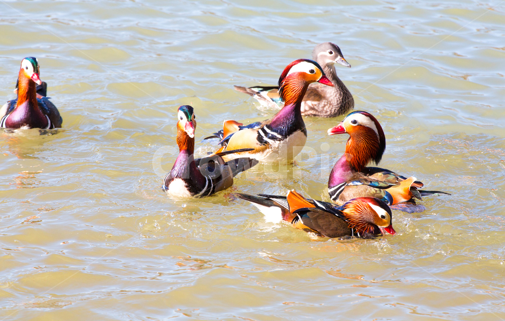 자연,동물,새,원앙,원앙새,야생,야생동물,연못,호수,저수지,겨울,텃새,bird,animal,water,outdoors,옥외,풍경,duck,waterfowl,물새,오리,물오리,비상,동물,animal,조류,새,birds