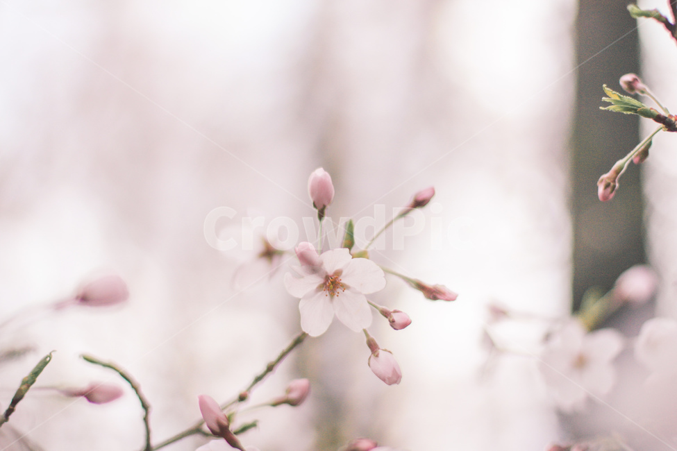 벚꽃,벚나무,벚꽃몽우리,핑크꽃,봄,봄나들이,plant,식물,blossom,flower,봄,계절,spring,season,식물,자연,plants,nature,꽃,flower