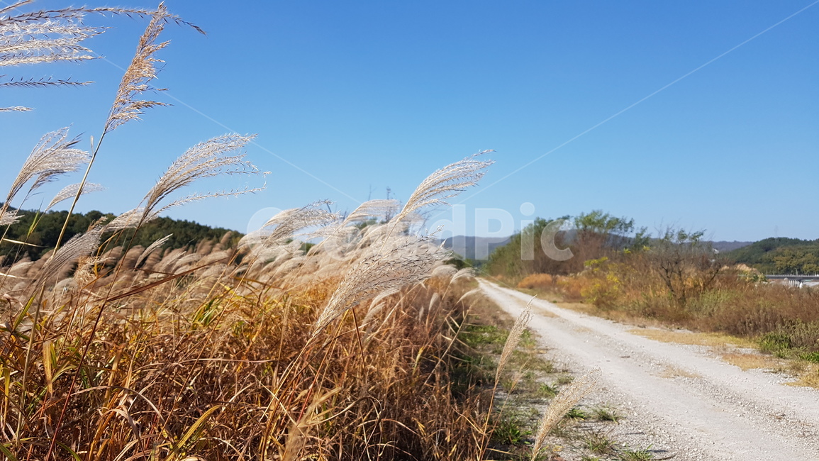 강둑,억새,길,silvergrass,road,가을,계절,fall,autumn,season