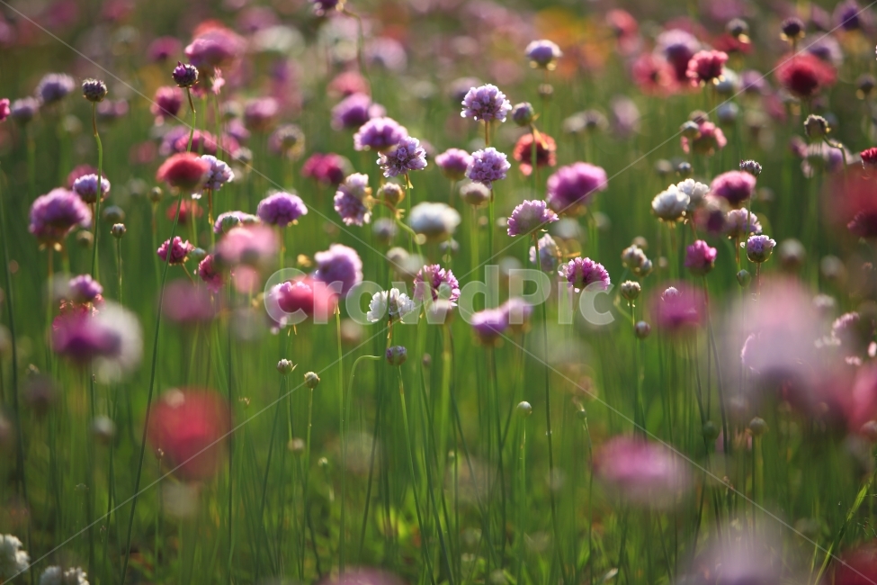 꽃,자연,풍경,식물,함평,식물,자연,plants,nature,꽃,flower