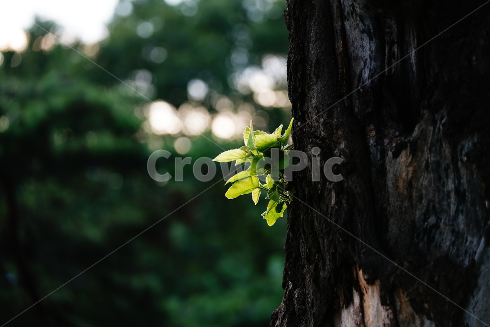 풀,잎,자연,생물,생명,나무줄기,plant,식물,tree,나무,식물,자연,plants,nature
