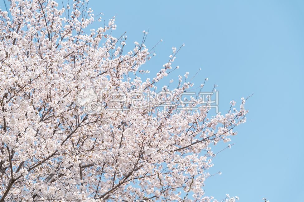 cherry blossom,spring flower,spring,flower,cherryblossom,spring