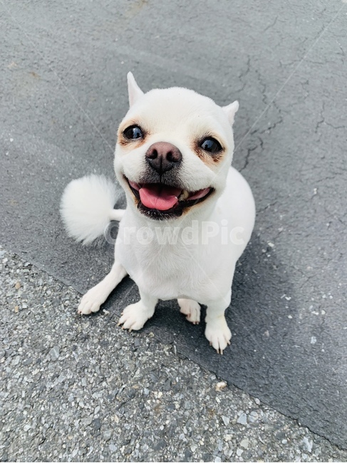 동물,강아지,개,애완동물,반려견