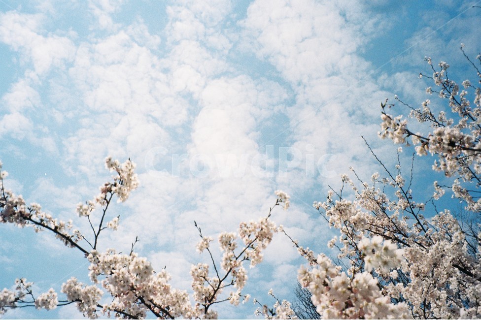 꽃,flower,blossom,벚꽃,하늘,sky,구름,cloud,봄,spring,plant,식물,풍경,필름카메라