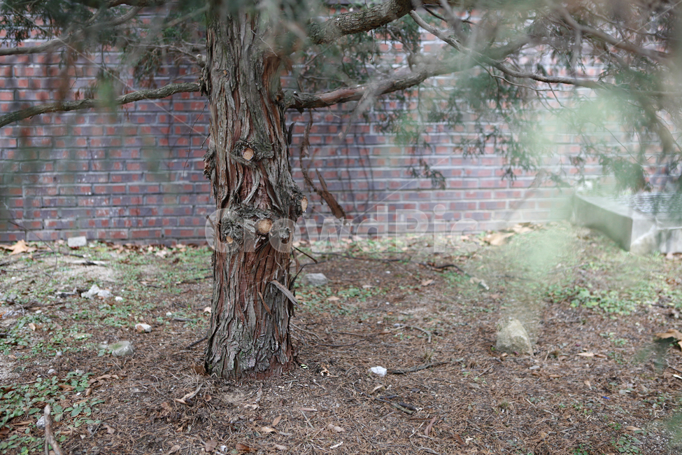tree,나무,plant,식물,treetrunk,나무줄기,침엽수,겨울나무,나무기둥,자연,겨울