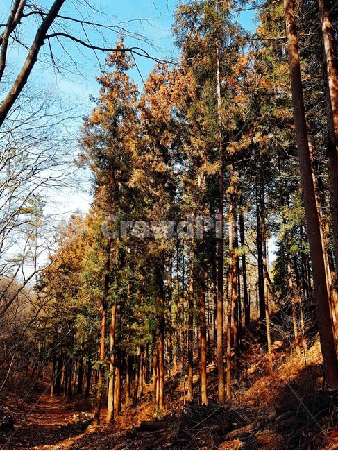 자연,풍경,산,나무,감성,자연,풍경,nature,landscape,tree,plant,식물,tree trunk,나무 줄기