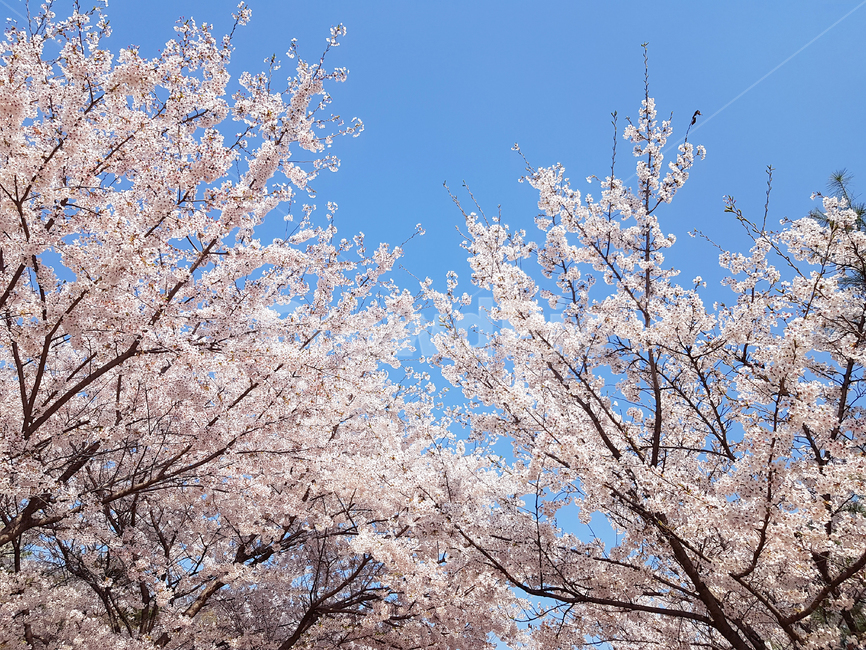 벚꽃,봄,꽃,식물,자연,cherryblossoms,예쁜꽃,꽃배경,봄,계절,spring,season,plant,flower,blossom,cherry blossom