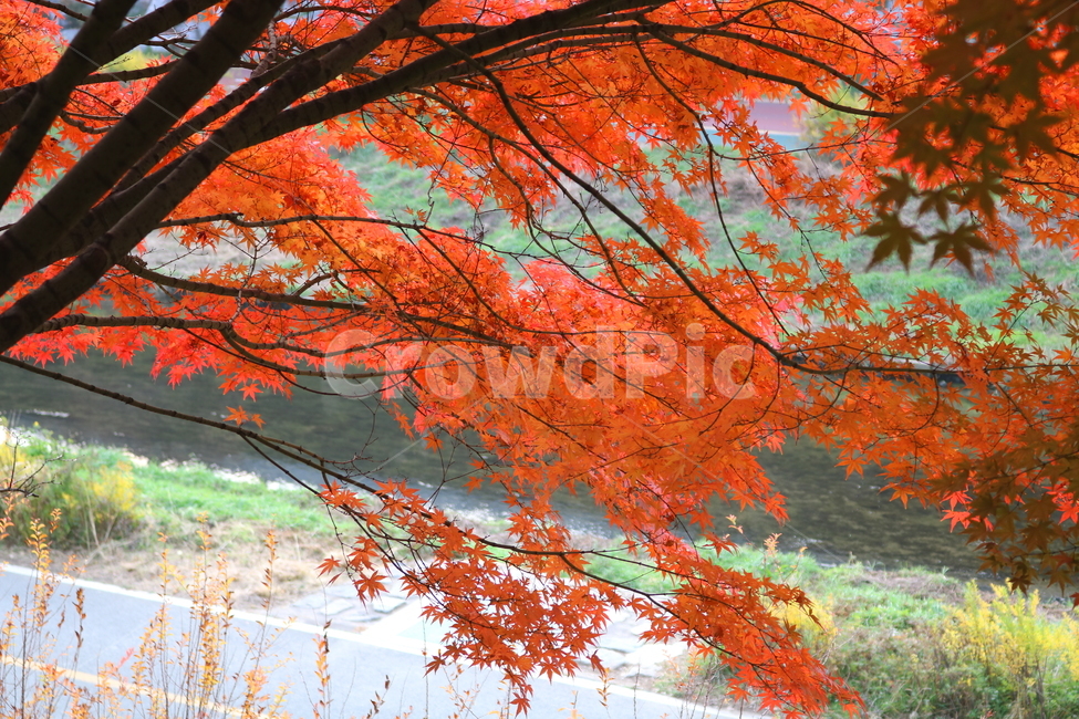 나무,단풍,단풍나무,식물,가을,자연,가을,계절,fall,autumn,season,식물,자연,plants,nature,leaf,잎,plant,tree,maple