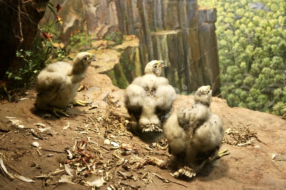 animal,동물,새,bird,tree,동물,animal,조류,새,birds