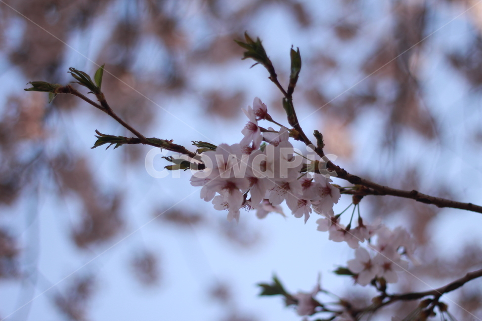 꽃,봄꽃,식물,flower,plants,봄,계절,spring,season,식물,자연,plants,nature,꽃,flower,plant,blossom