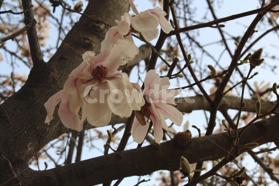 꽃,flower,목련꽃,핑크색꽃,목련,분홍색꽃,식물,자연,plants,nature,꽃,flower