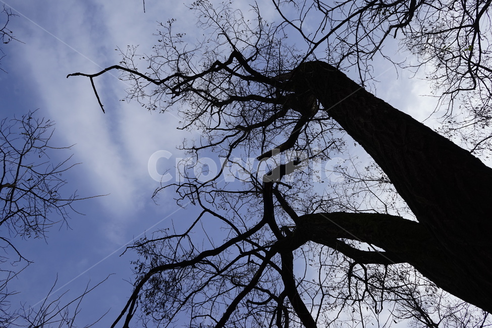 실루엣,초겨울,계절,하늘,silhouette,자연,가지,고목,나무,blue,season,winter,branch,tree,식물,자연,plants,nature,나무,trees,wood
