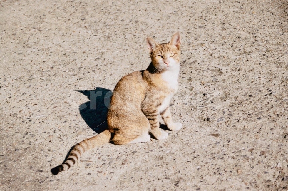 고양이,동물,포유류,animal,cat,길거리,street,감정,표정,emotion,햇빛,sunshine,동물,animal,포유류,mammal,고양이,cat,kitten,kitty,감성,sensible,feeling
