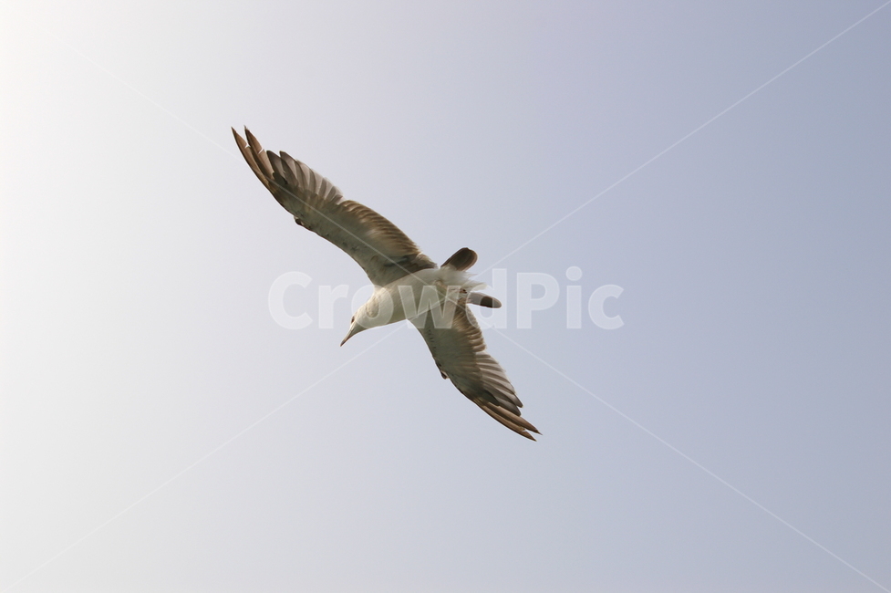 조류,갈매기,animal,동물,bird,새,flying,나는,조류,새,birds