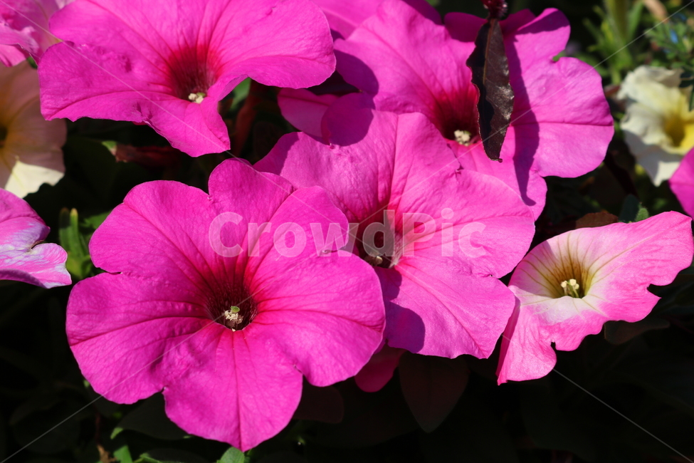 꽃,페튜니아,페튜니아꽃,식물,자연,페츄니아,분홍꽃,식물,자연,plants,nature,꽃,flower