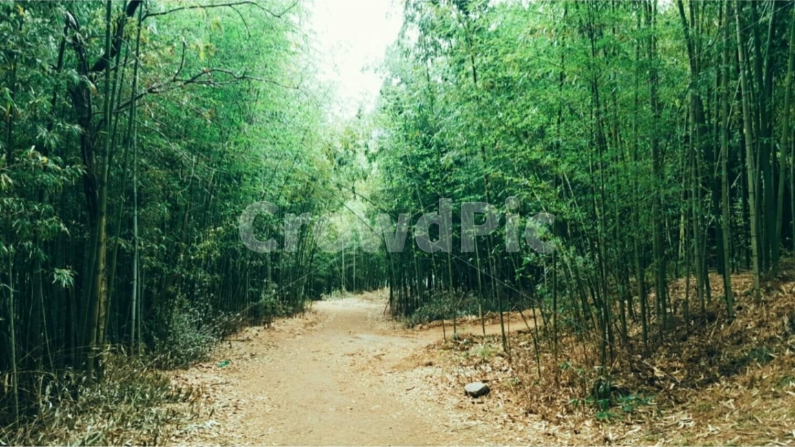 대나무숲,대나무,장안사,부산,풍경
