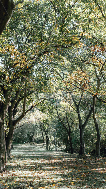 tree,나무,treetrunk,나무줄기,plant,식물,빛,햇빛,길,낙엽,가을,나무,trees,wood
