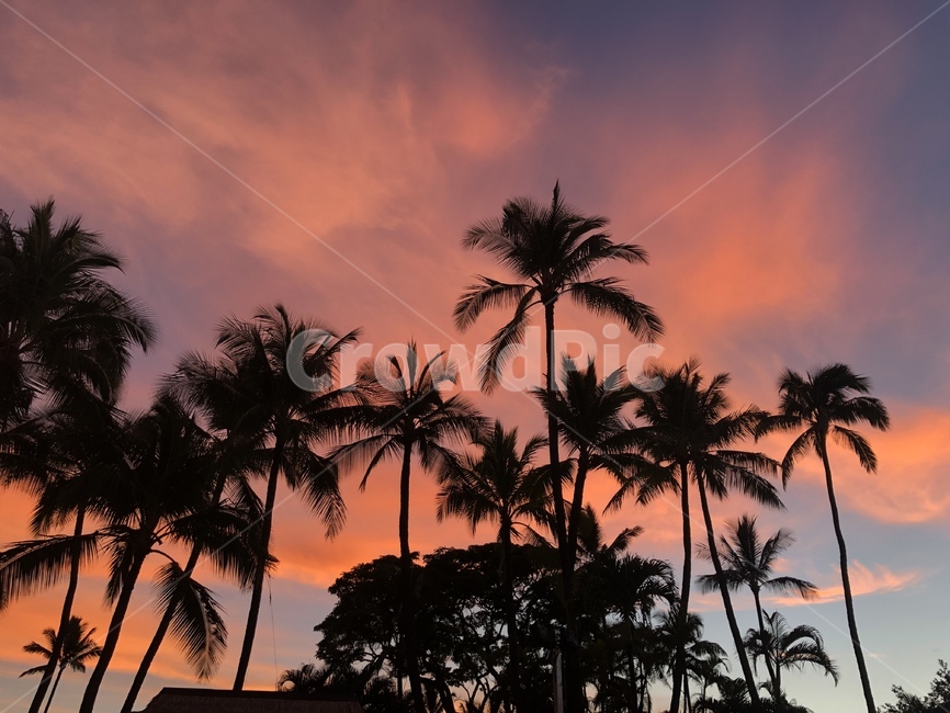 야자수,하와이,노을,붉은노을,역광,빨갛다,주황빛,sunset,palmtree,hawaii,maui,sky,하늘,vivid,color,pink,orange,beautyofcolor,colortherapy,palm,nature