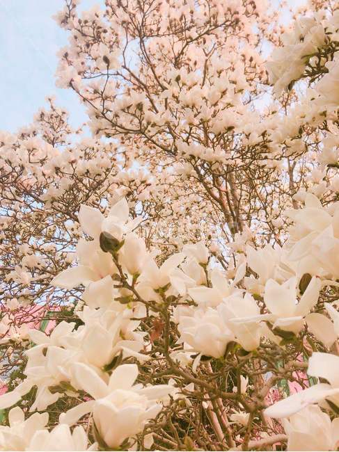 봄,목련,꽃,spring,flower,magnolia,봄,계절,spring,season,식물,자연,plants,nature,꽃,flower,plant,blossom