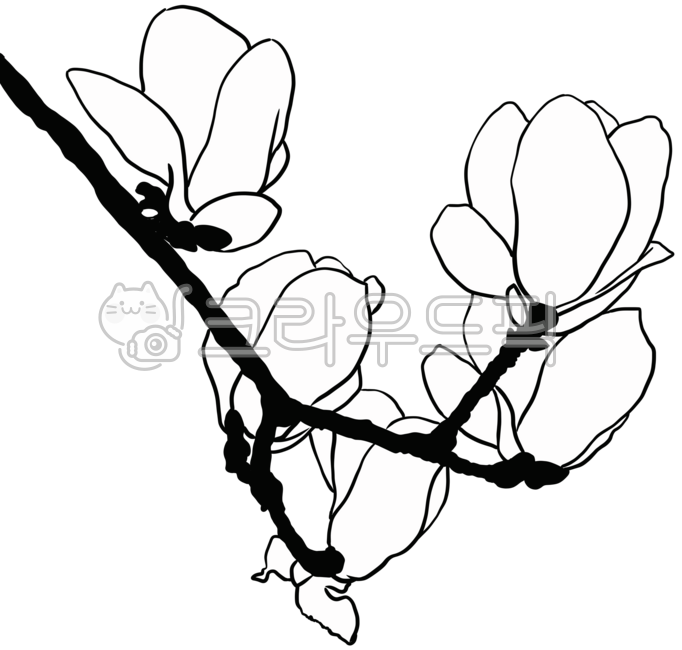 Spring,spring flowers,flower drawings,black and white line illustrations,plants,spring,flowers,magnolia flowers