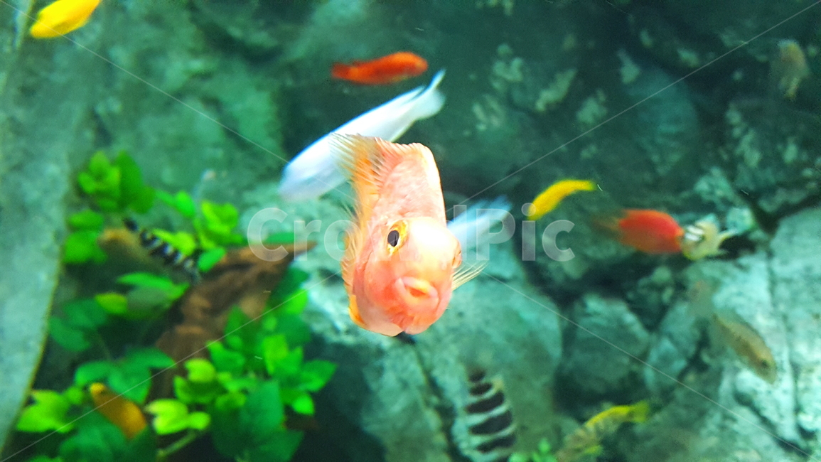 물고기,혈앵무,동물,척삭동물,아쿠아리움,동물,animal,어류,물고기,fish,색깔,색상,색채,색감,color sense,color sensitivity,feeling of color