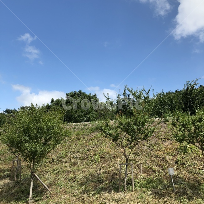 tree,나무,plant,식물,outdoors,옥외,abies,아비,fir,전나무,풍경