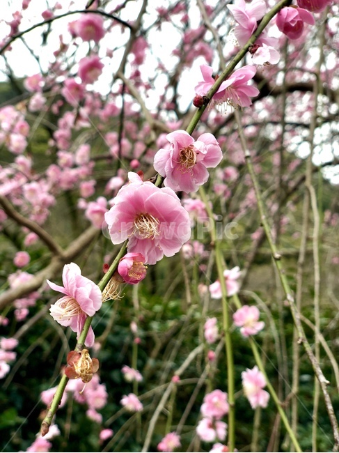 매화,겹벚꽃,분홍꽃,팝콘나무,팝콘벚꽃,벚꽃,flower,식물,plant,꽃,blossom,분홍벚꽃,벚꽃줄기,식물,자연,plants,nature,꽃,flower