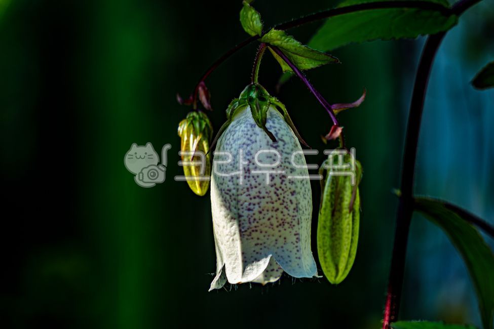 초롱꽃,여름꽃,플라워,flower,summerblossom,campanulapunctatalam,spottedbellflower