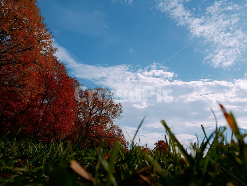 grass,잔디,plant,식물,가을,하늘,자연,풍경
