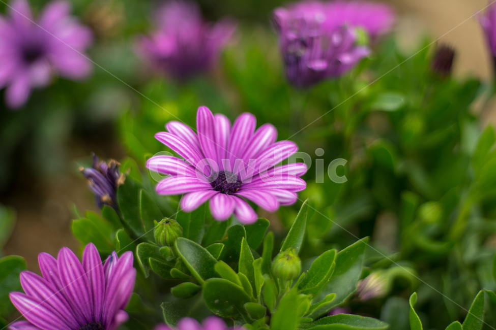 오스테오스펠뭄,봄,봄꽃,자연,식물,근접,식물,자연,plants,nature,꽃,flower
