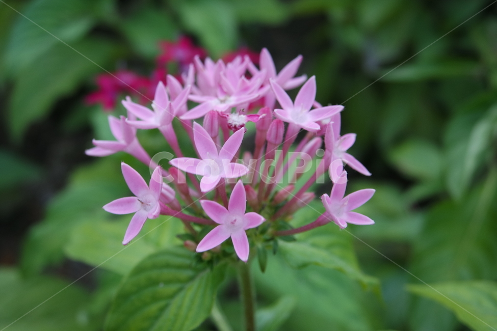 꽃,식물,애기별꽃,공원,이쁜,식물,자연,plants,nature,꽃,flower