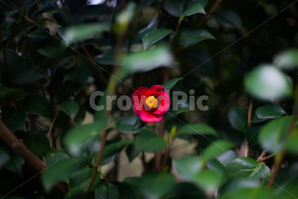 꽃,붉은색꽃,꽃사진,빨간색,붉은,식물,자연,plants,nature,꽃,flower,감성,sensible,feeling