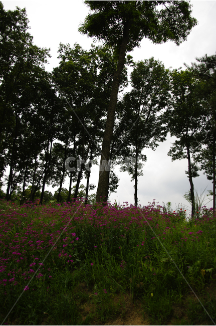 백합,꽃,식물,flower,color,nature,자연,식물원,나무,꽃밭,자연,풍경,nature,landscape,식물,plants,나무,trees,wood,plant,tree