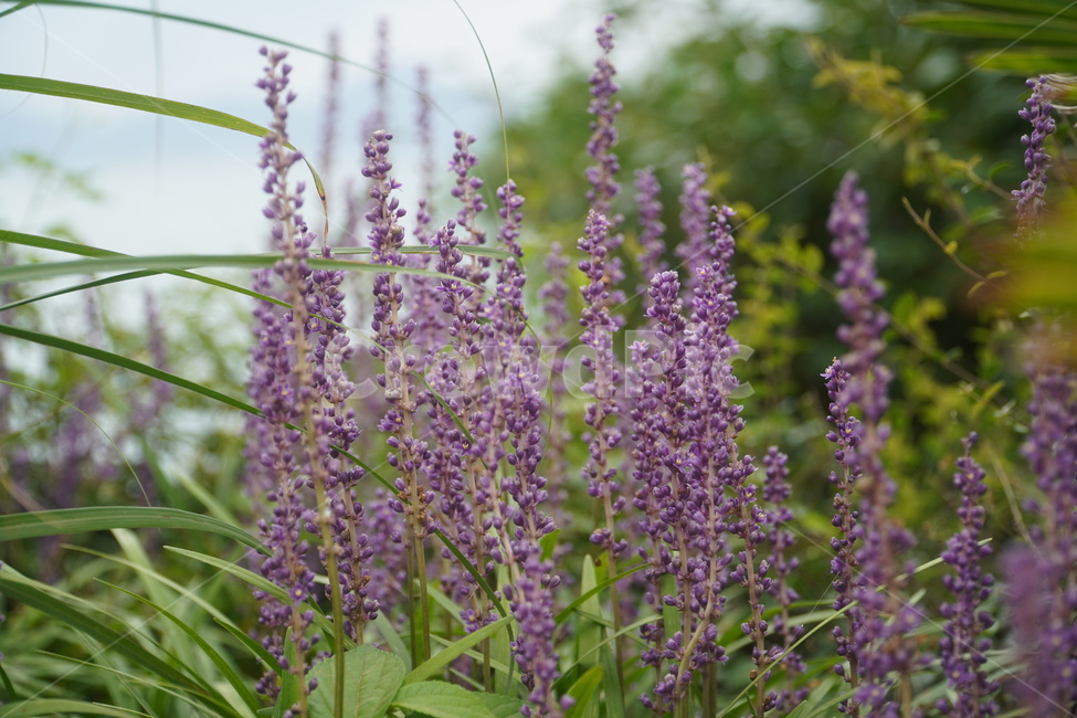 plant,식물,flower,꽃,자연,nature,green,purple,옥외,outdoors,blossom
