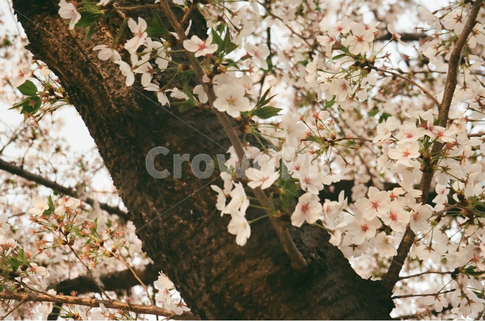 꽃,벚꽃,꽃나무,벚나무,필름카메라,나무,식물,자연,plants,nature,꽃,flower,나무,trees,wood