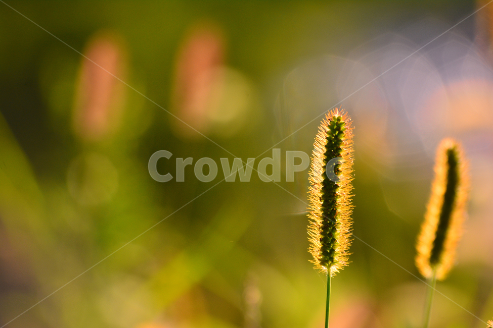가을,강아지풀,감성,가을이미지,들꽃,노을,가을분위기,가을감성,들풀,야생화,석양,해질무렵,sunset,wildflowers,emotion,sensible,feeling,분위기,느낌,배경,바탕,백그라운드,9월,10월,부드러운,노랑,역광,빛,햇빛,시즌,계절,fall,autumn,season,식물,자연,plants,nature