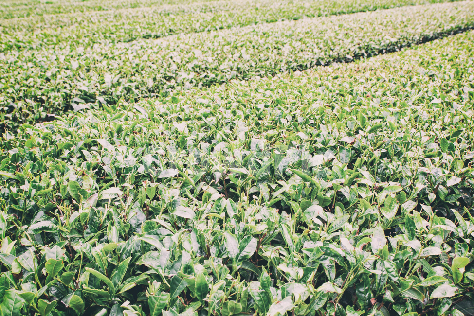 자연,풍경,녹차,녹차밭,여름,계절,nature,landscape,green,greentea,차,tea,summer,seasons,plant,식물,자연,풍경,nature,landscape,산업,industry,industrial,농업,농사,agriculture,farming,farming industry,field,들