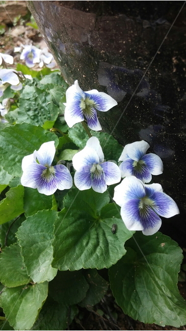 봄,미국제비꽃,종지나물,제비꽃,보라색,꽃전,4월,다년생,봄꽃,배경,배경이미지,배경화면,식물,자연,plants,nature,꽃,flower