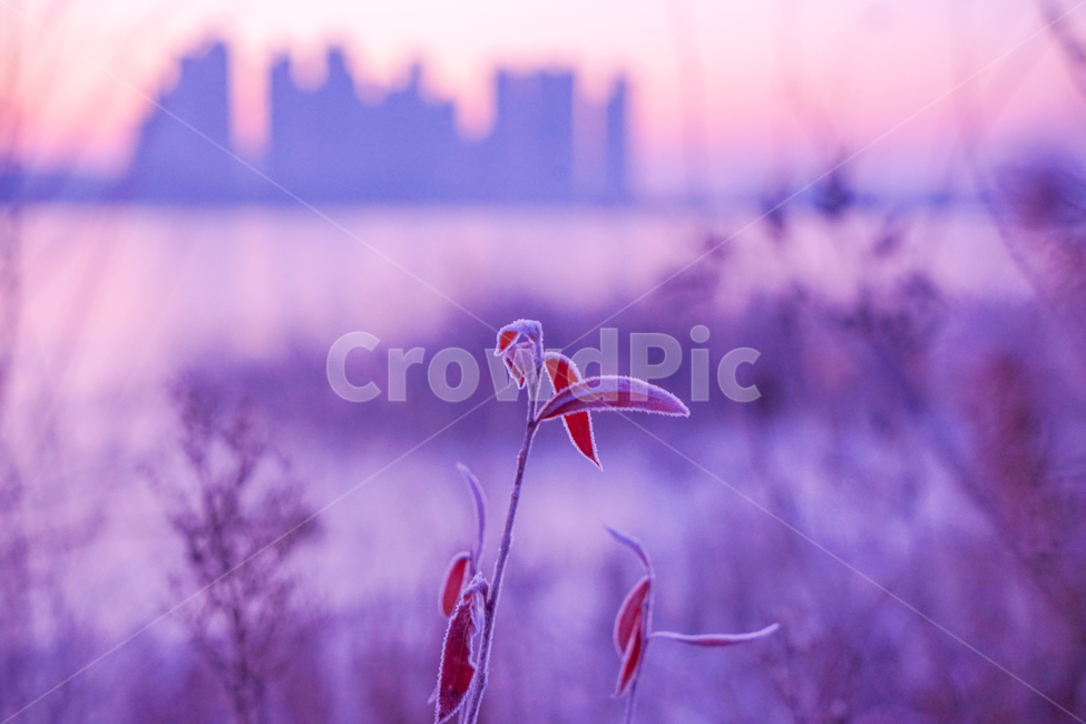 호수,저수지,여명,식물,수변,겨울,계절,가을,계절,fall,autumn,season,식물,자연,plants,nature,plant