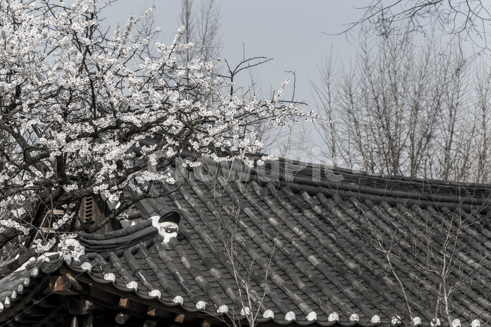 봄,기와,벚꽃,패턴,풍경,고택,봄,계절,spring,season,한국전통,한국문화,korean traditional,korean culture,식물,자연,plants,nature,꽃,flower,건축물,건물외관,exterior,building,structure,architecture,construction,roof,지붕