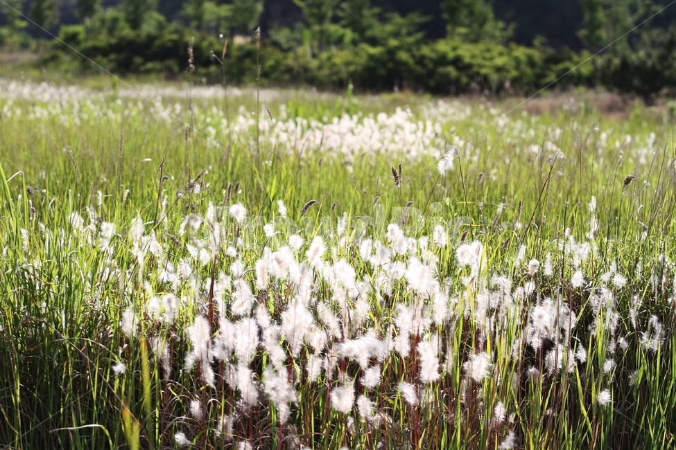 삘기가있는풍경,풍경사진,식물,꽃,감성사진,식물,자연,plants,nature,꽃,flower