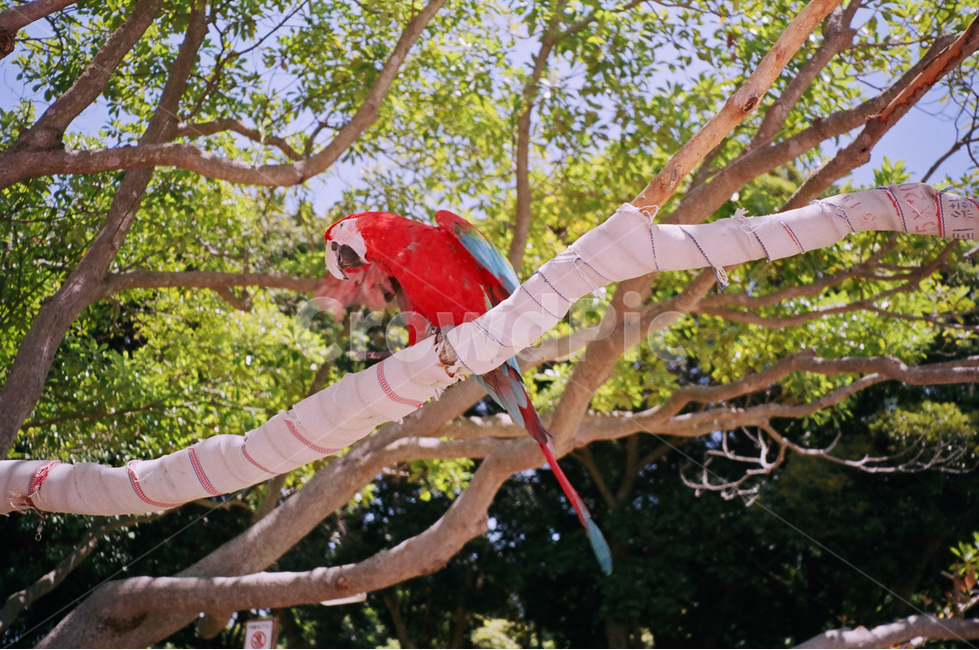 앵무새,새,bird,parrot,동물,animal