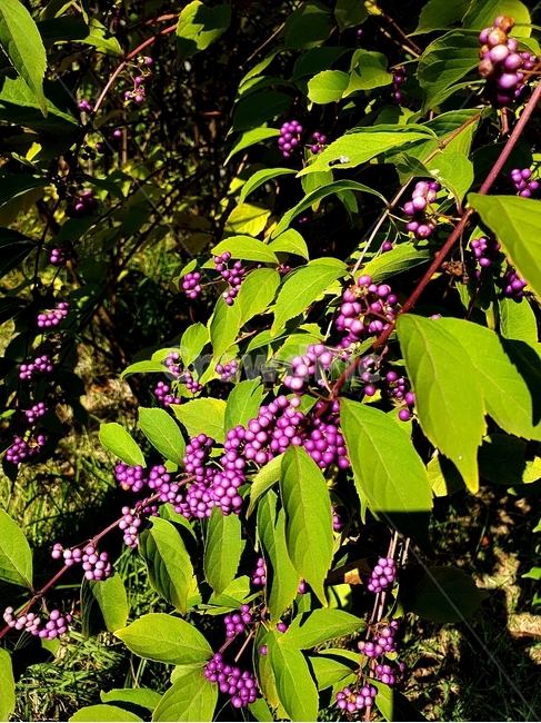 좀작살나무,가을나무,보라색열매,나무,식물,식물,자연,plants,nature,과일,열매,fruit