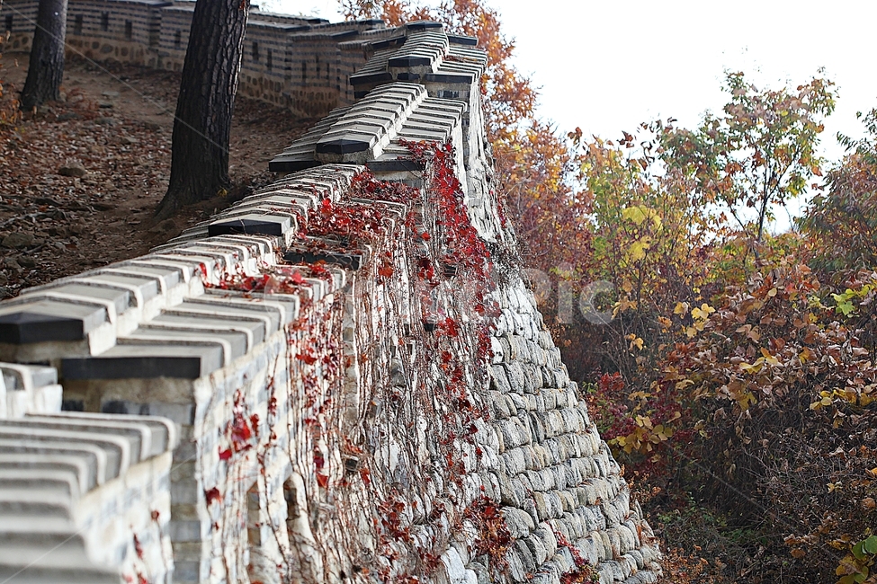 남한산성,성곽,성,단풍,낙엽,길,둘레길,숲,숲길,담,돌담,가을,자연,풍경,벽,울긋불긋,산성,식물,가을,계절,fall,autumn,season,한국전통,한국문화,korean traditional,korean culture