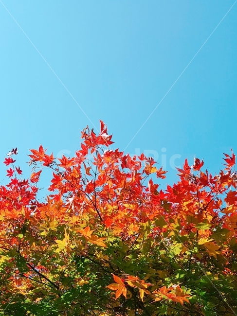 자연,가을,단풍,낙엽,힐링,산,숲,등산,소풍,무지개,색감,하늘,나들이,여행,nature,autumn,sky,가을,계절,fall,autumn,season,식물,자연,plants,nature,나무,trees,wood,leaf,잎,plant,tree