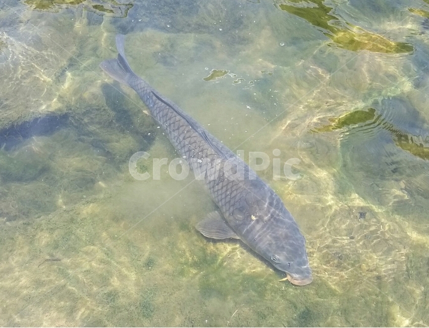 물고기,잉어,물속,생선,물속잉어,헤엄,동물,animal,어류,물고기,fish