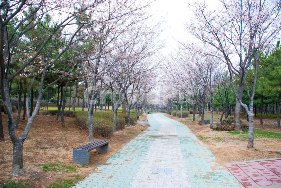 봄,벚꽃,꽃,배경,자연,풍경,하늘,나무,공원,cherryblossoms,식물,벚나무,매화,계절,축제,조경,나뭇가지,시골,경치,화사한,핑크,향기,분홍,맑음,spring,season,flower,생화,만개,만발,봄,계절,spring,season,자연,풍경,nature,landscape,bench,벤치,tree,plant,furniture,가구